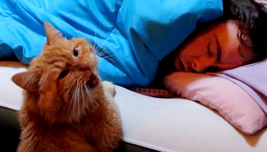 Вставай давай, солнце встало!