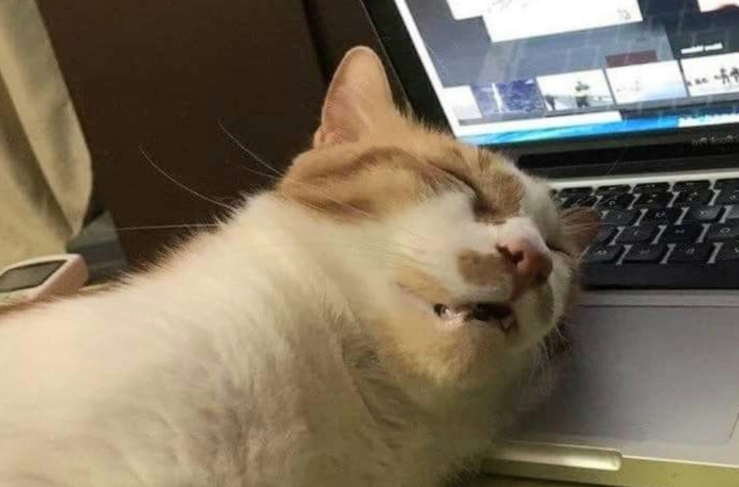 Я помогу тебе работать, только не мешай!