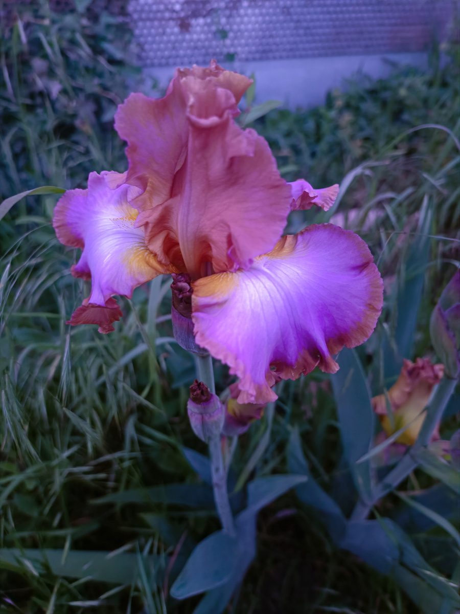 Смотрите, какой красавец инопланетный у меня зацвёл 😍