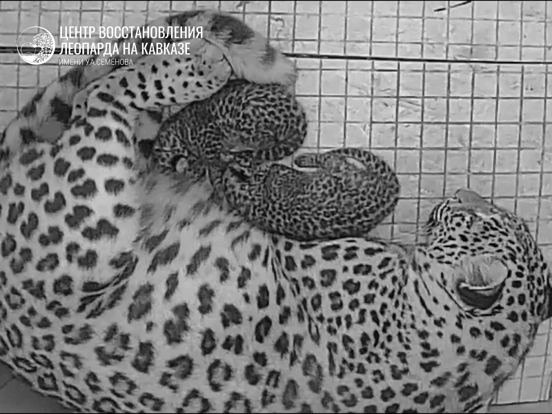    Фото: пресс-служба Центра восстановления леопарда на Кавказе