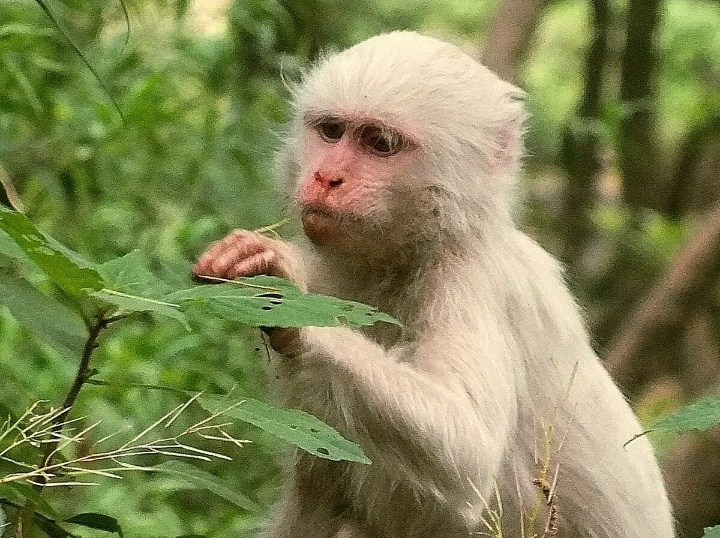 Картинка из интернета. К статье отношения не имеет. Почти ))))