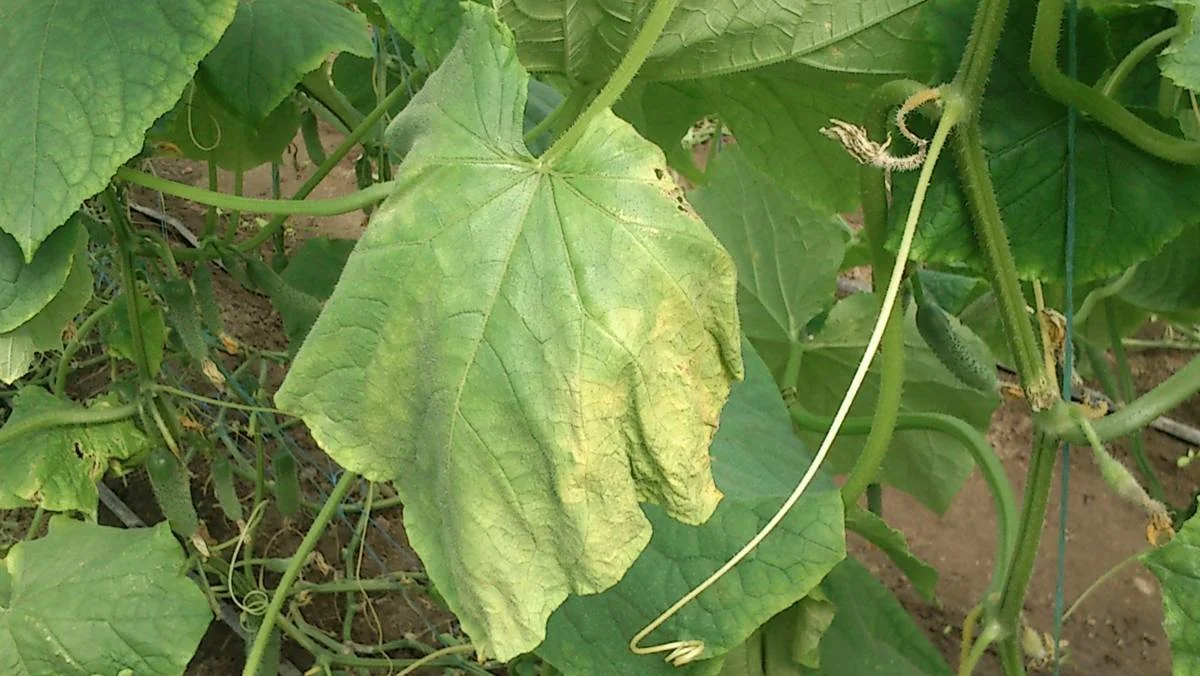 Разница между правильным и неправильным поливом видна даже невооружённым глазом.