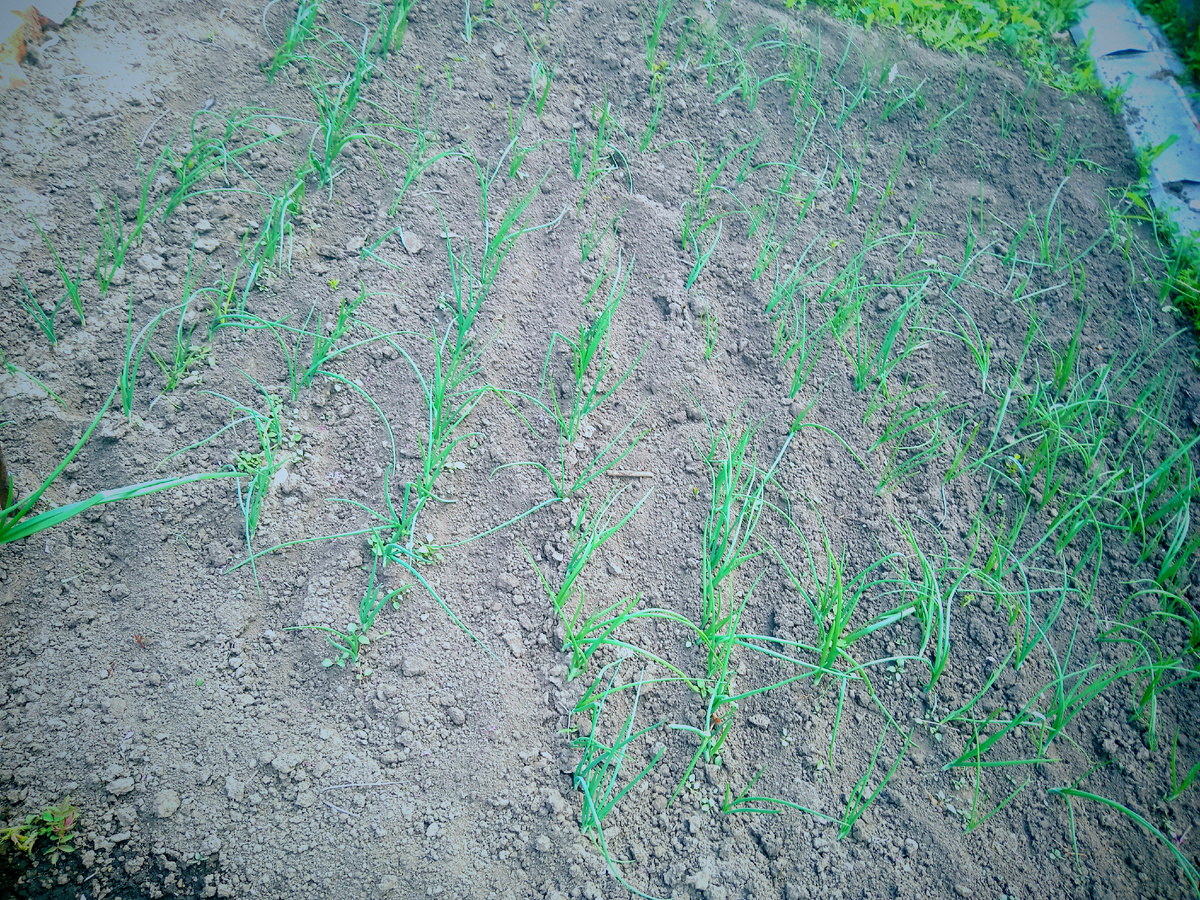 Лучок растёт 