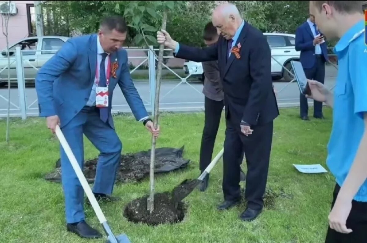    Волгоградцы проследят за судьбой сакур, высаженных мэрами городов Поволжья