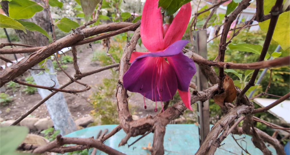 Фуксии, которые пережили подвал и не только: как я выращиваю цветочный лес