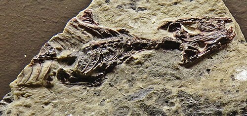 Окаменелость мегахиреллы.