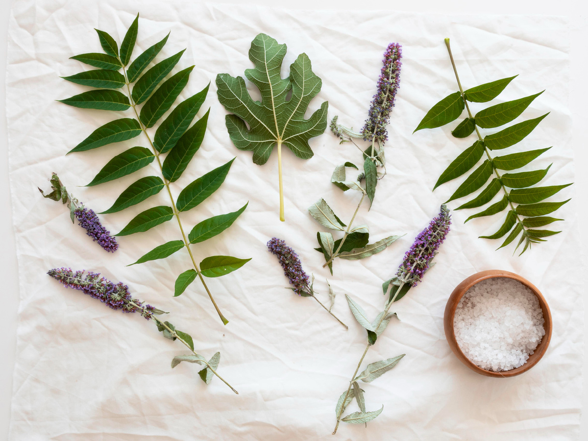 Использование трав и масел против постельных клопов