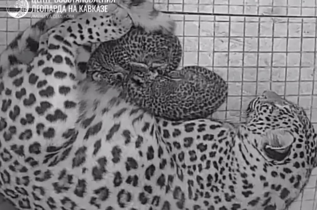    В Центре восстановления леопарда в Сочи родилось двое котят