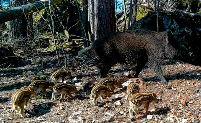    © t.me/kazdoytvaripopare