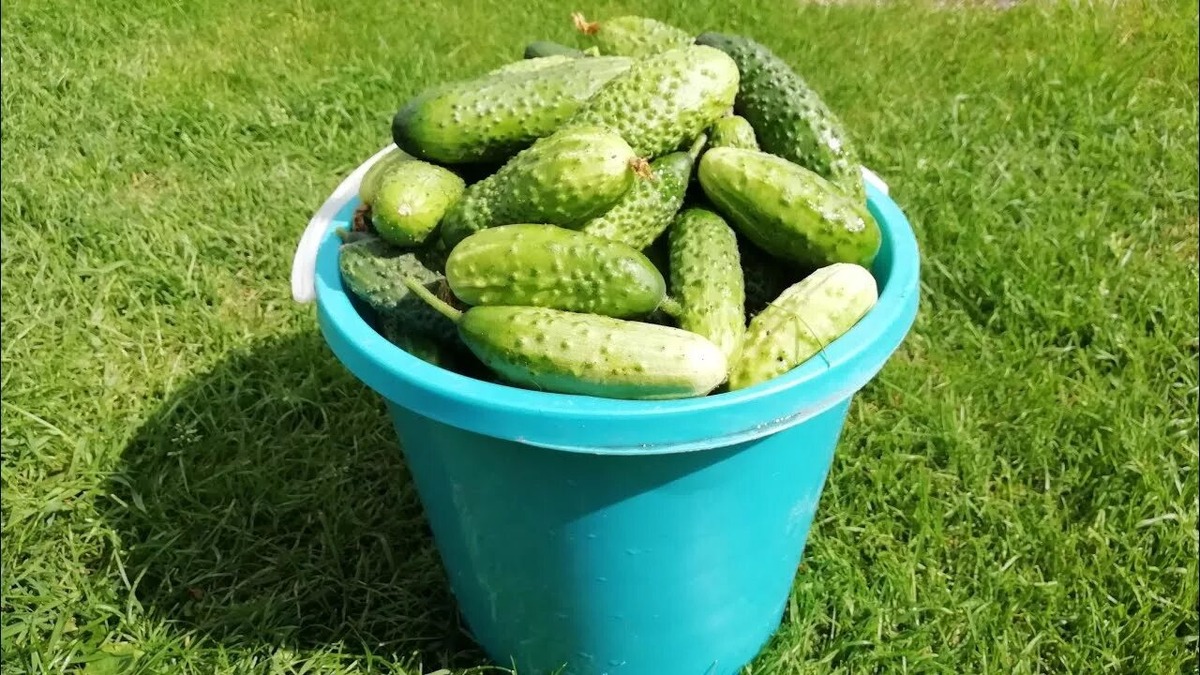 Да-да, это реально — ведро с одного куста, без грамма химии!