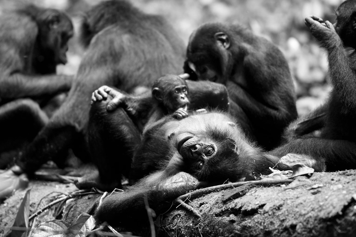 Фотограф Martin Surbeck, Kokolopori Bonobo Research Project