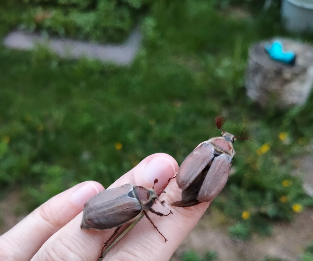 Krugozor / Нашествие майских жуков в Подмосковье 