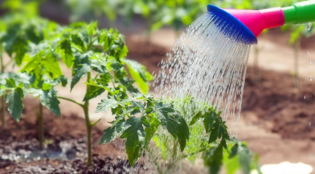 поливаю томаты из лейки по листу