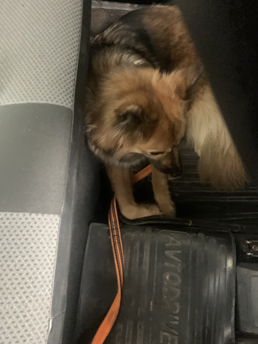 Цея едет домой.