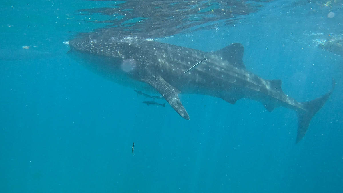 китовая акула, Тан-Аван