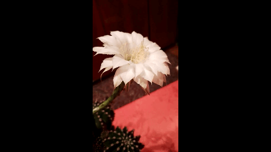 ночное цветение эхинопсиса