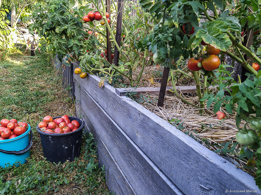 Один из промежуточных сборов урожая с высокой грядки.
