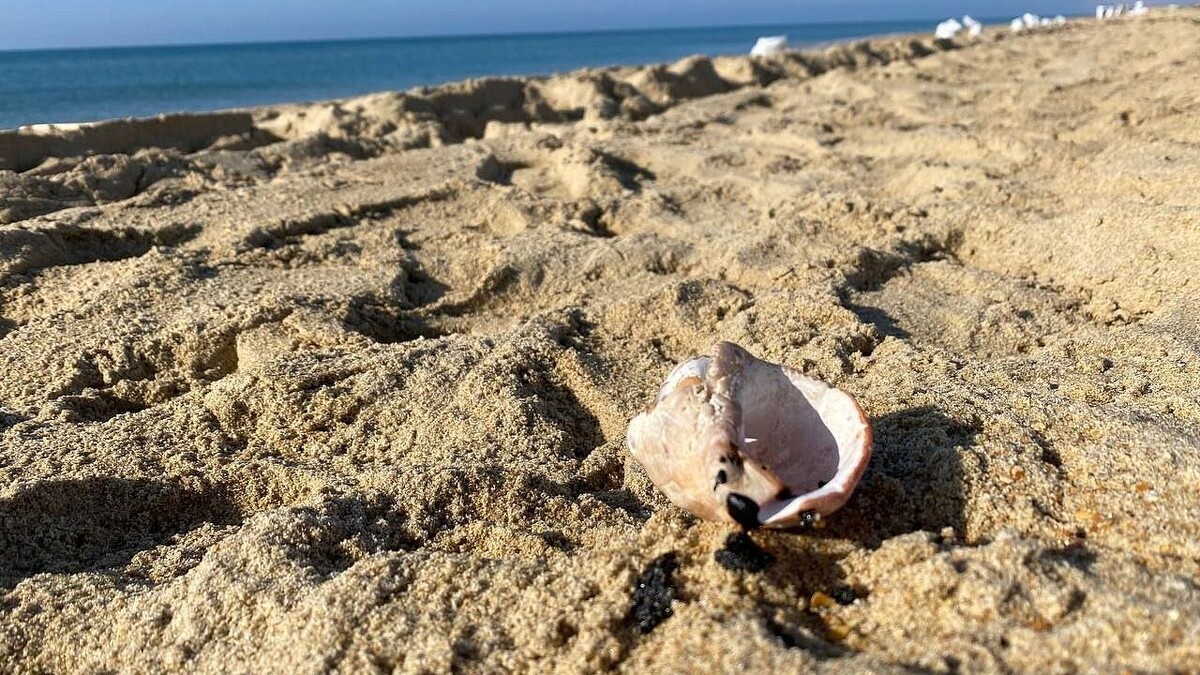    Фото: телеканал «Краснодар»