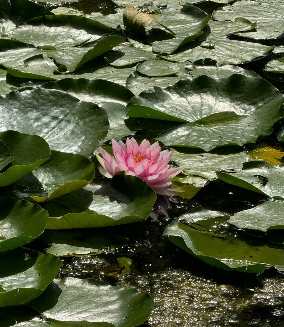 Здесь встречается более 300 видов растений. Фото: арина киршова / Яндекс Карты