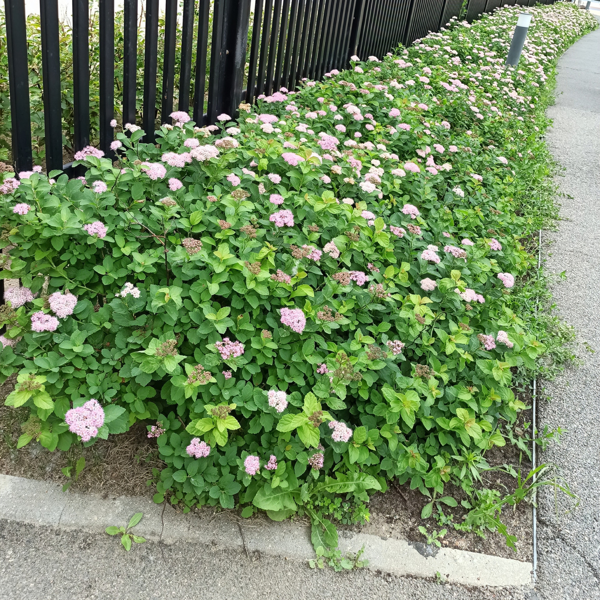 Цветение спиреи 