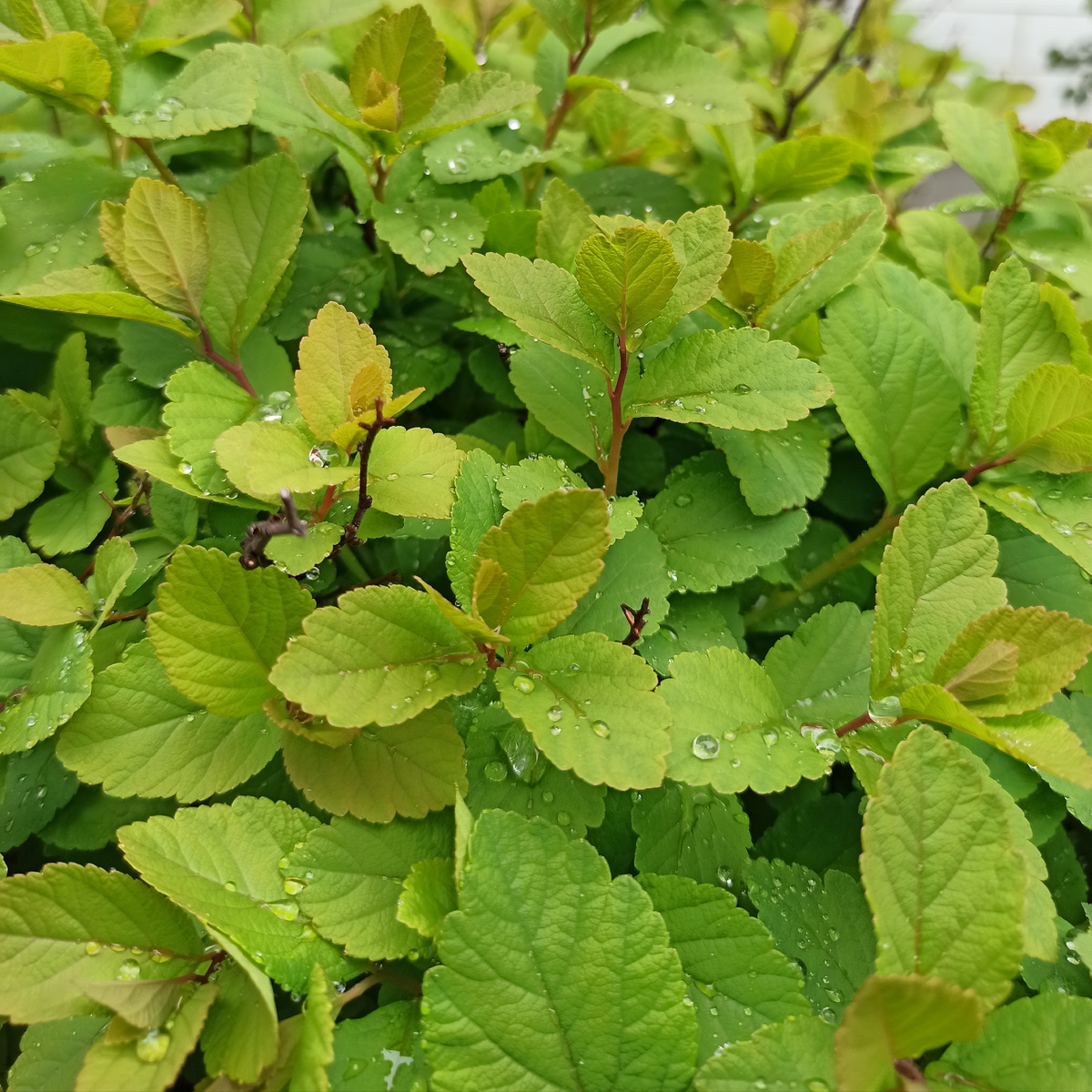 Спирея берёзолистная