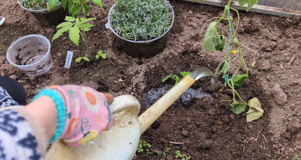 Фитоспорин — не волшебство в бутылке. Что ты о нём не знал(а)?