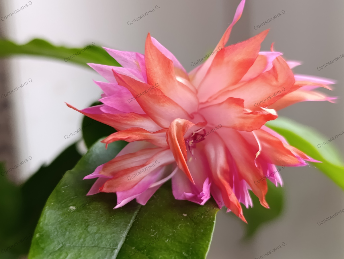 Pick Petticoats. Желанный многими сорт. Будет одним из двух махровых сортов, которые я подарю победителю.