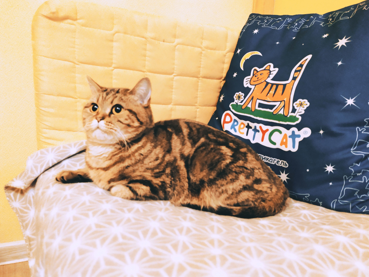 В котокафе «Котофейня».