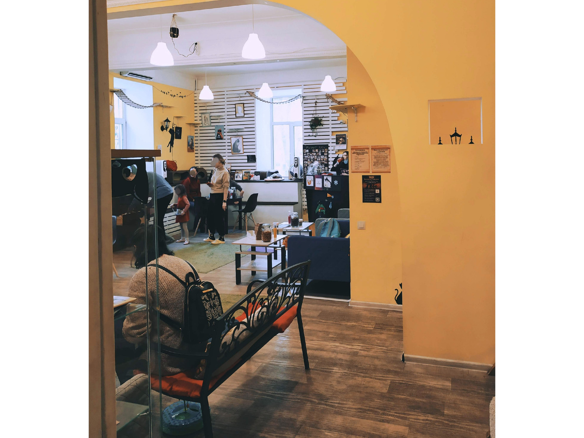 Фрагмент "кошачьего царства".