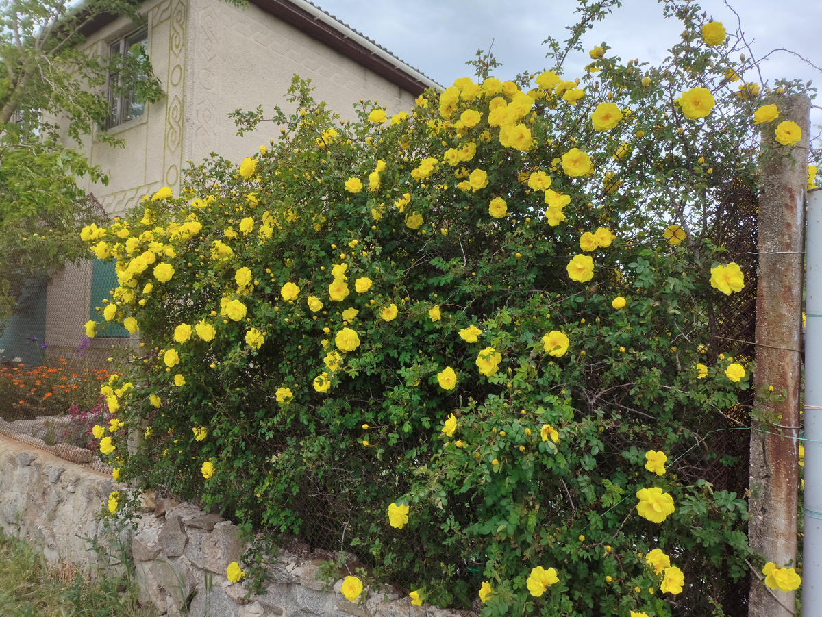 Розы у соседей