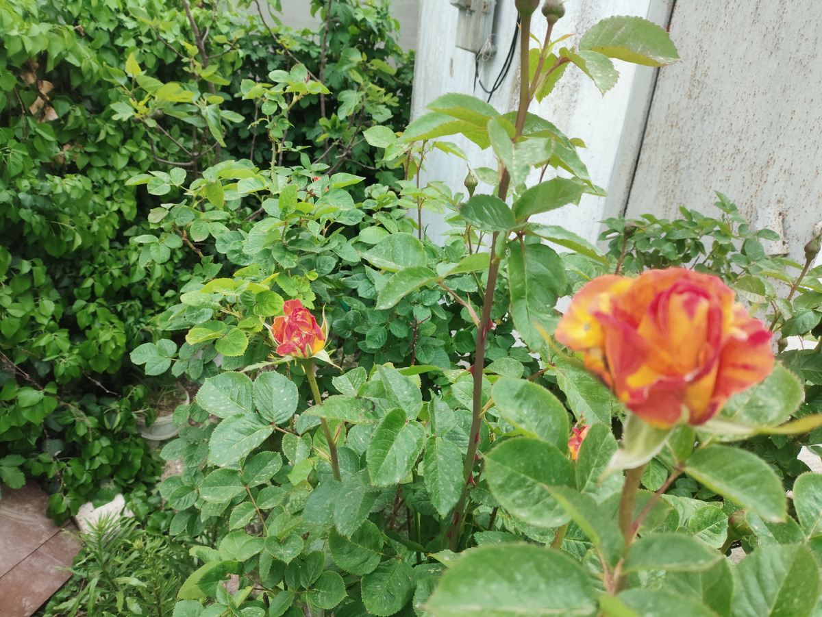 Уже розы расцветают...