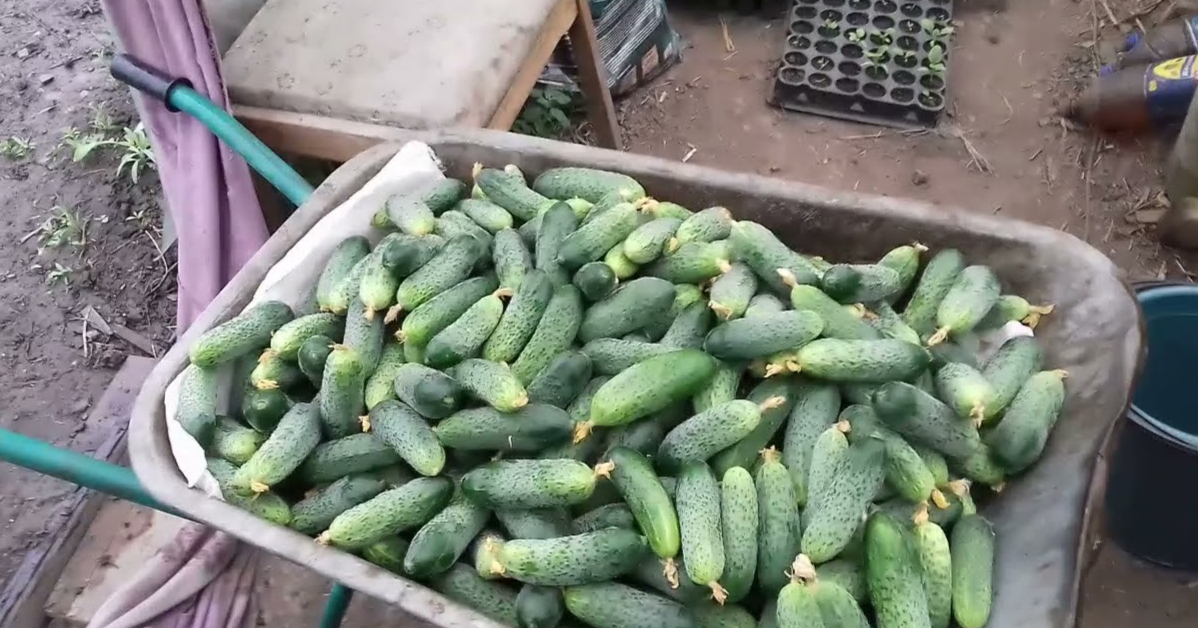 тачка огурцов