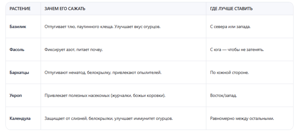 Правильные растения-компаньоны для огурцов