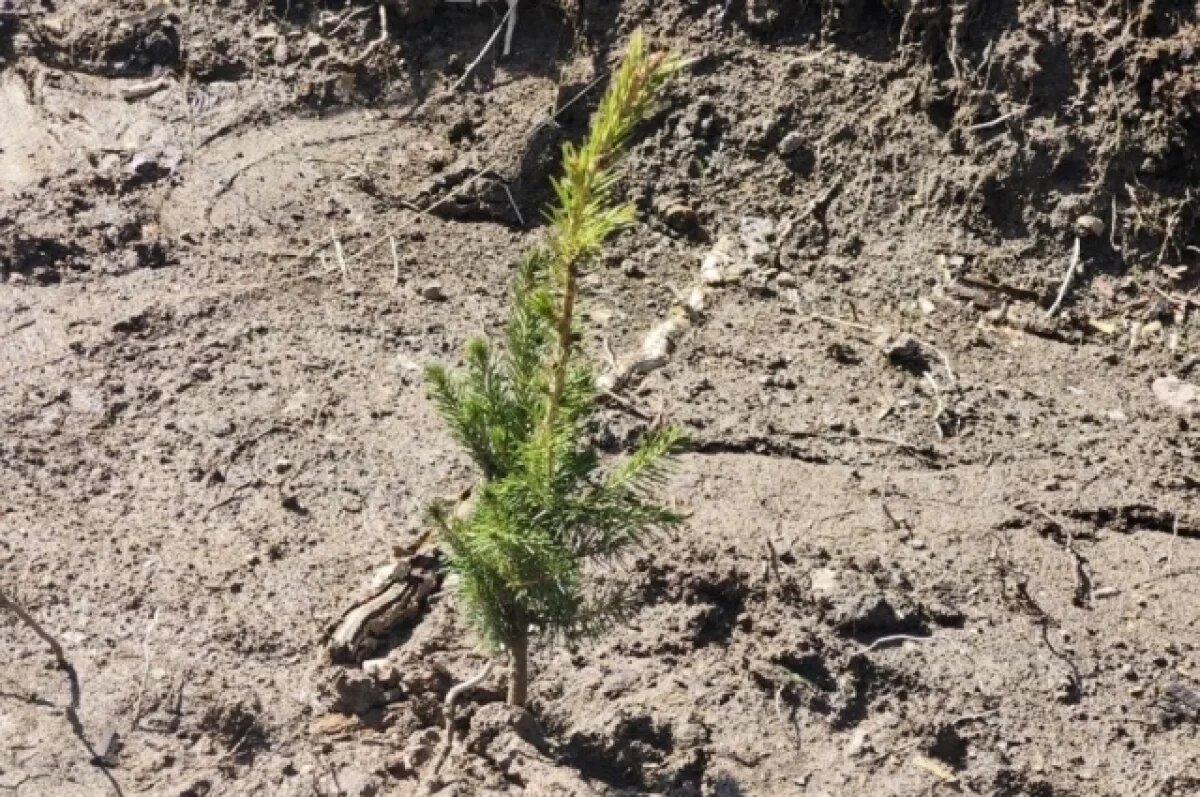    На Урале в рамках акции «Сад Памяти» высадили ещё 15 тысяч деревьев