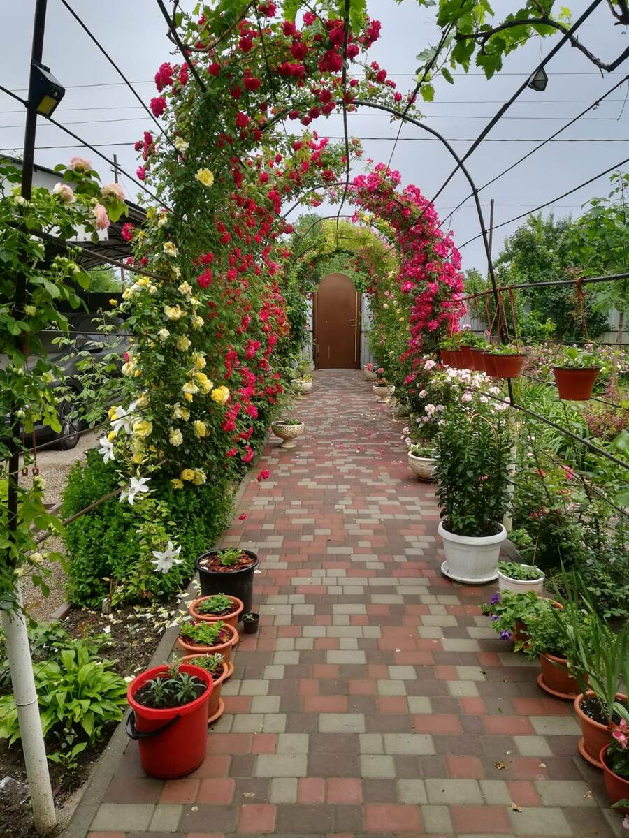 Розы Dortmund - справа и Flammentanz - слева. Чуть поодаль Golden Celebration и Wartburg. Вот и все, кто эксперимент достойно пережил, во всю длину плетей. И старушка Лючия, понятно, в объятиях Фламментанца.