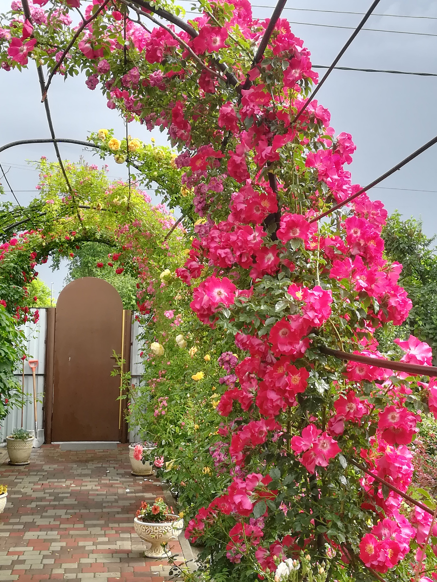 Там несколько плетей Вартбурга и Голден Селебрейшн еще, тоже молодцы. 