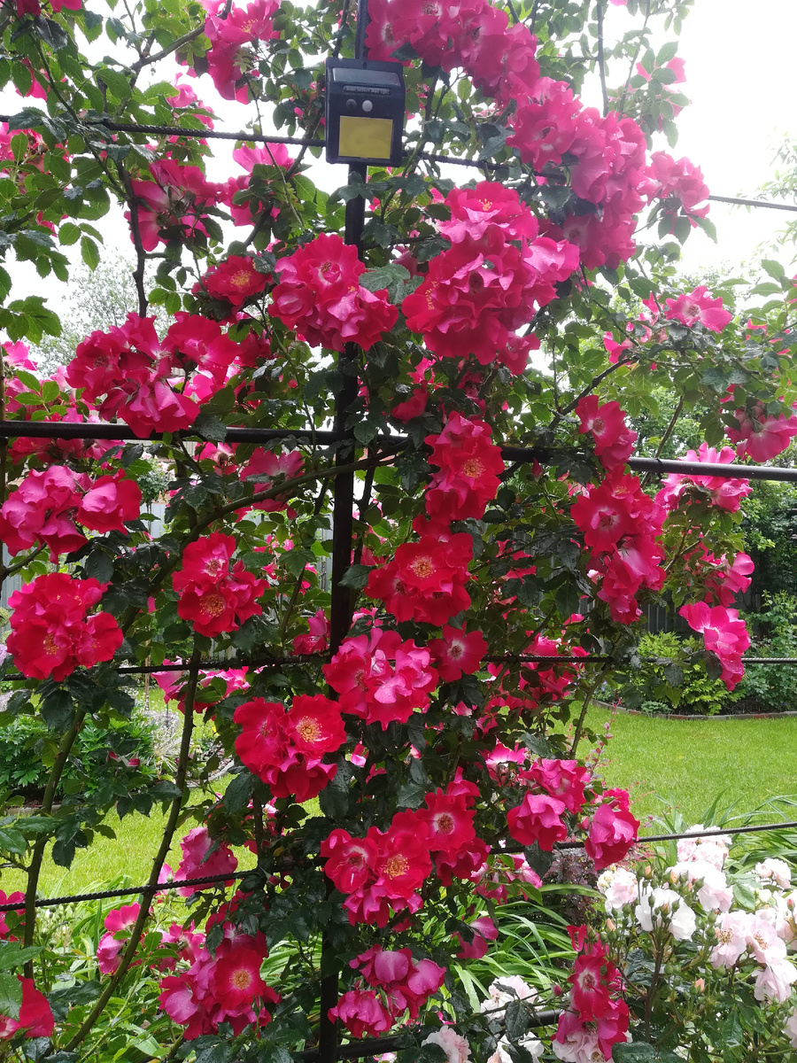 Ни одно фото не передаёт прелести этой "простушки". Мама называет Дортмунд "роза-праздник". Полностью поддерживаю.