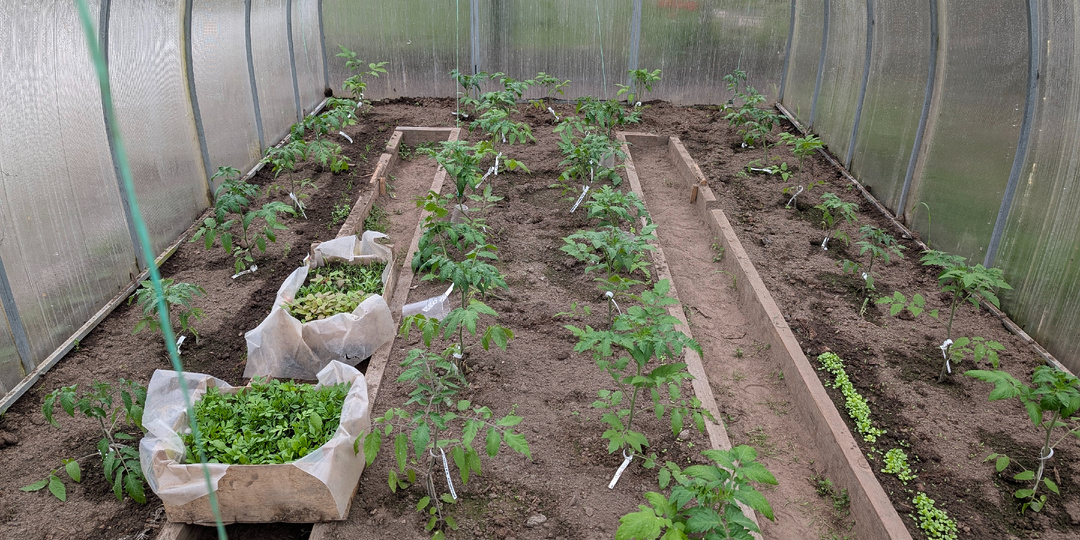 Фитофтора начинается не в августе. Как ты сам её создаёшь в мае