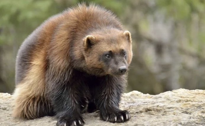 Росомаха-семейство куньих, очень мило выглядит и похожа толи на Мишку, Толи на лохматую кошку. Почему рассеянных людей называют росомахами? Фото их интернета