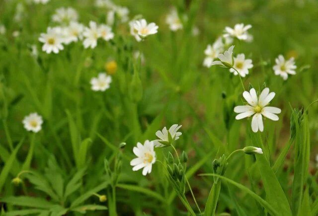    Что за сорняки можно использовать для приготовления вкусного ужина?