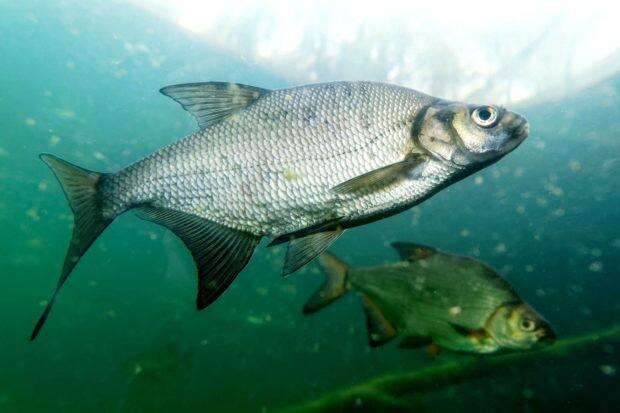 Лещ - рыба с ярко выраженным стайным характером: и молодь, и взрослые особи предпочитают держаться в стаях среди себе подобных. 