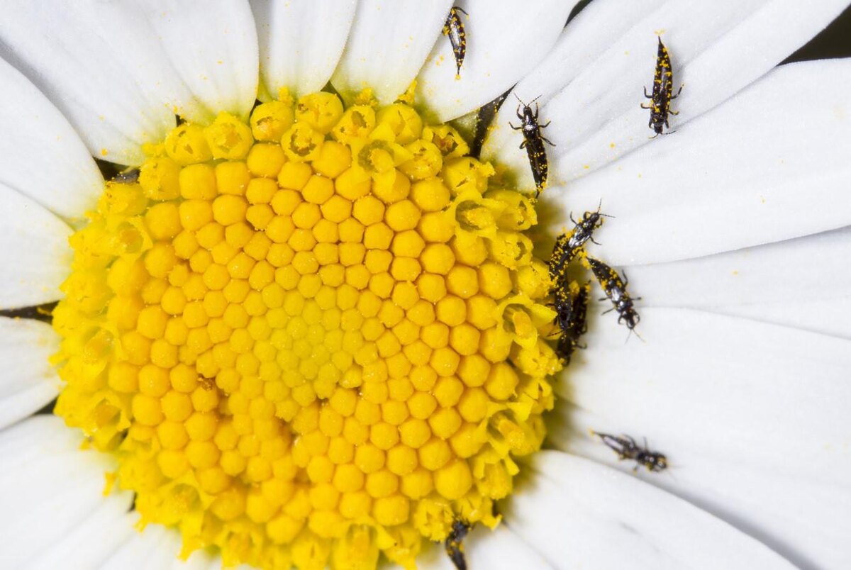 Bildagentur Zoonar GmbH / Shutterstock / FOTODOM📷Основным признаком присутствия трипсов считается появление серебристых точек на листьях, а также характерные черные точки — экскременты