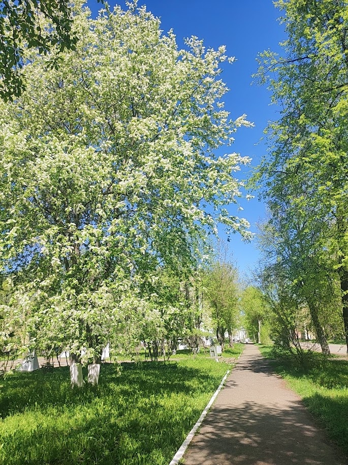  Цветение черёмухи. 17.05.2025г. Глазов. 