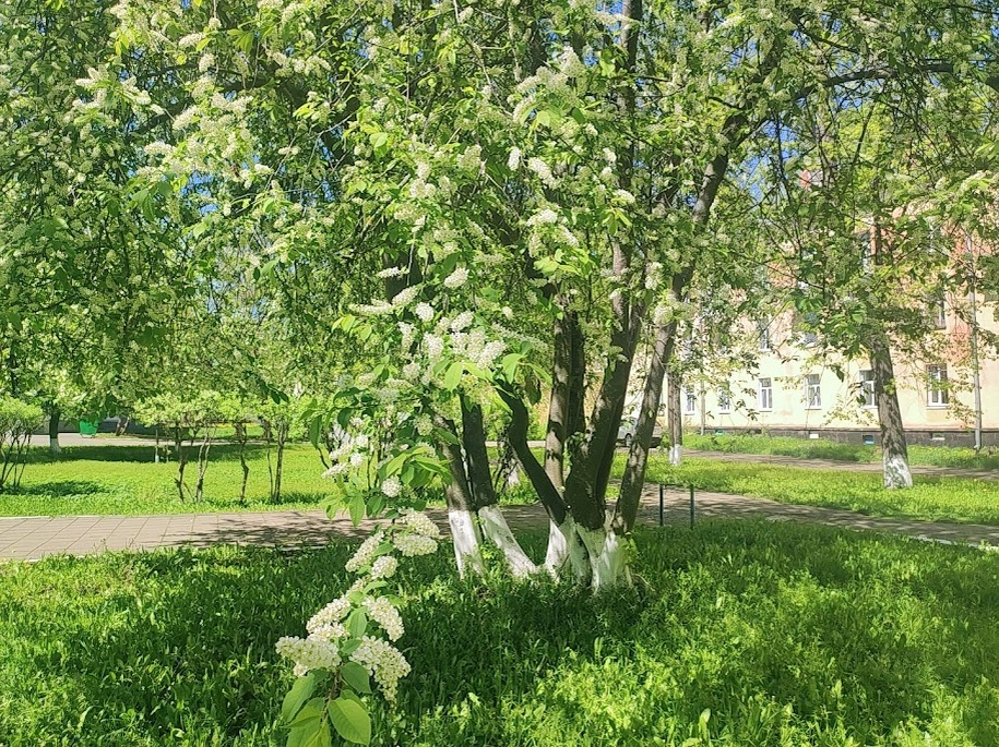  Цветение черёмухи. 17.05.2025г. Глазов. 