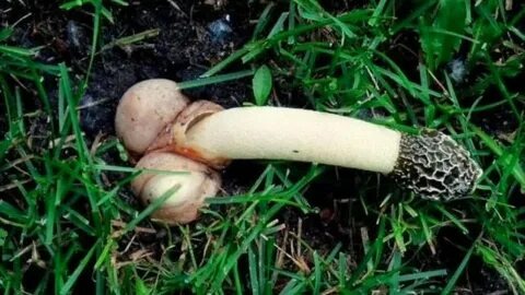 Весёлка обыкновенная