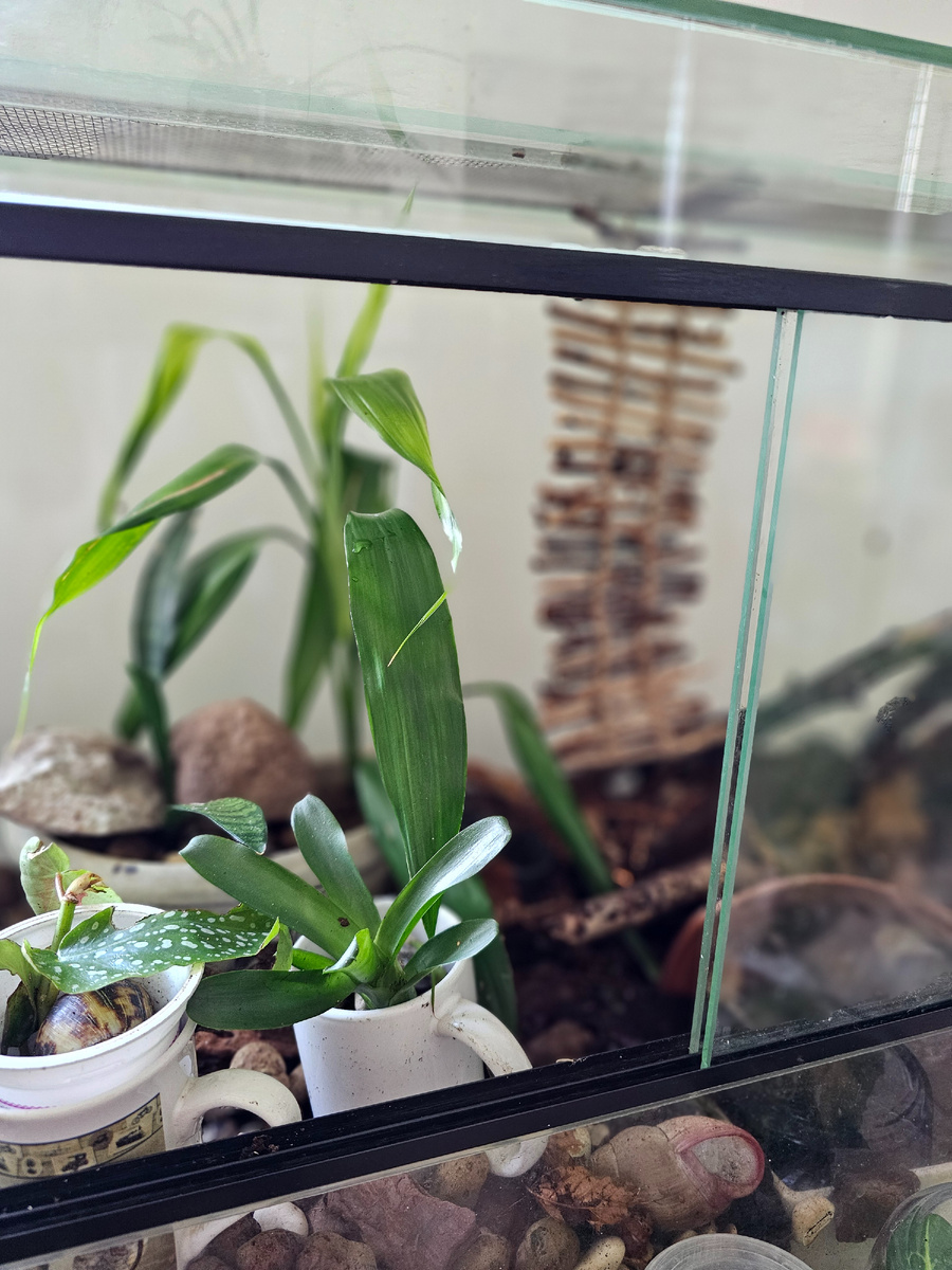 Расположение растений в террариуме - только вопрос вашей фантазии и вашего удобства