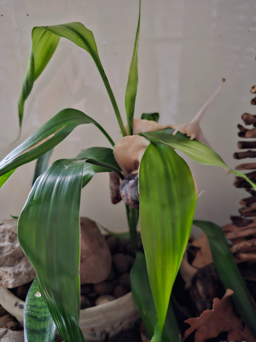 На первый взгляд кажется, что улитка его жрёт