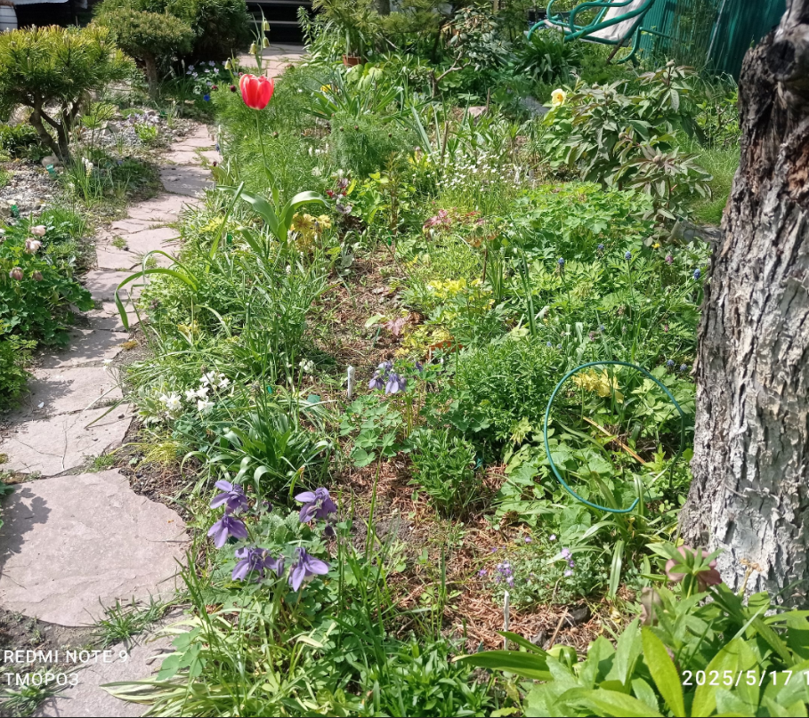 вид от яблони