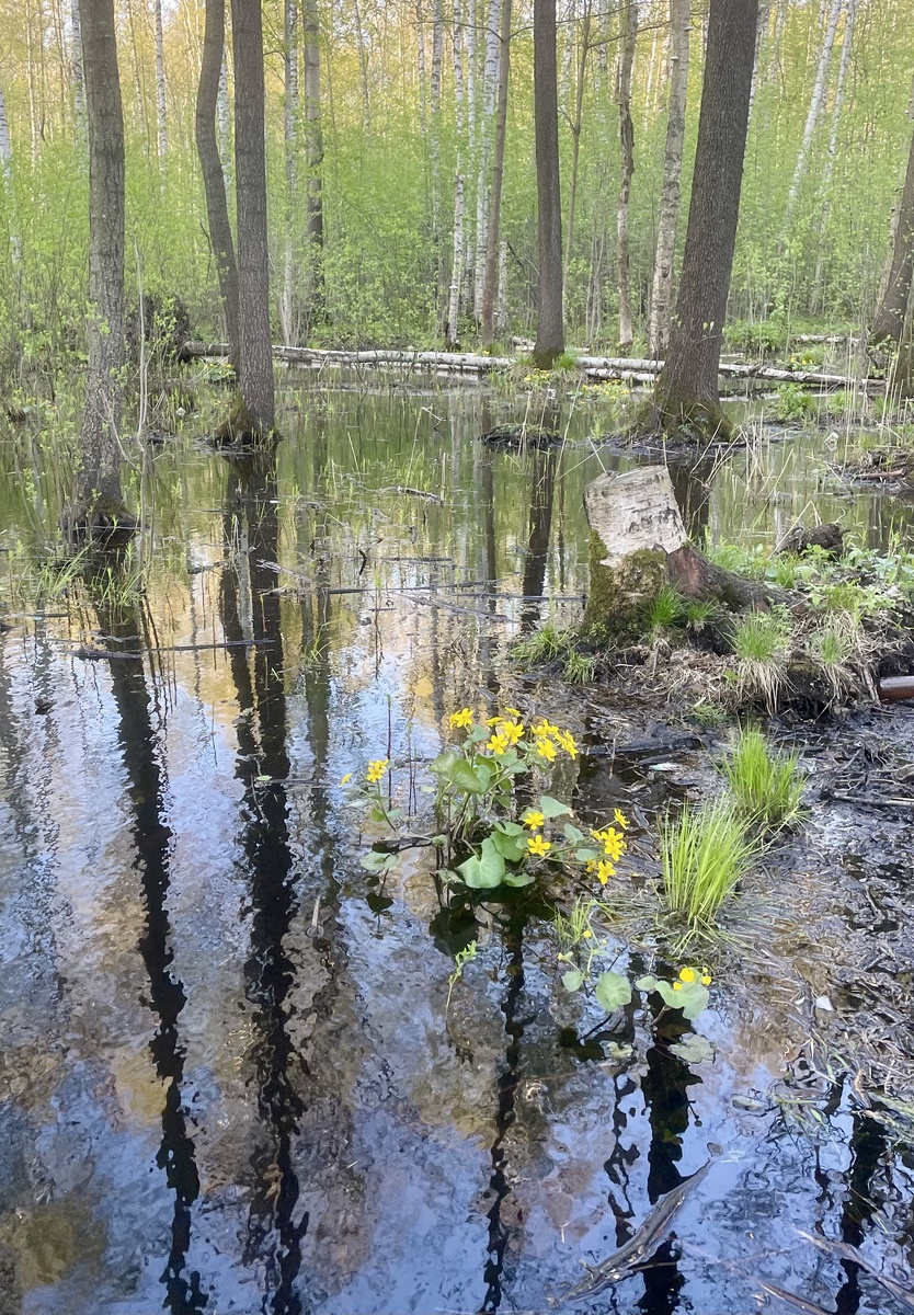 Удельный парк.