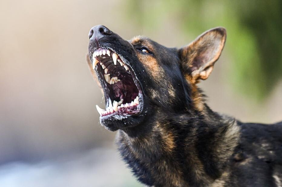    Shutterstock/FOTODOM